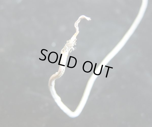 画像5: Gibson USA Stickered PAF '74 / Neck (5)